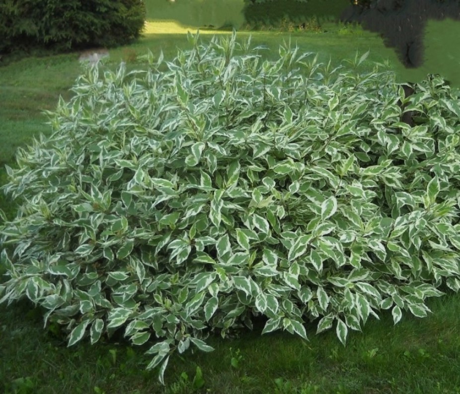 Argenteomarginata2_uniq_01_03