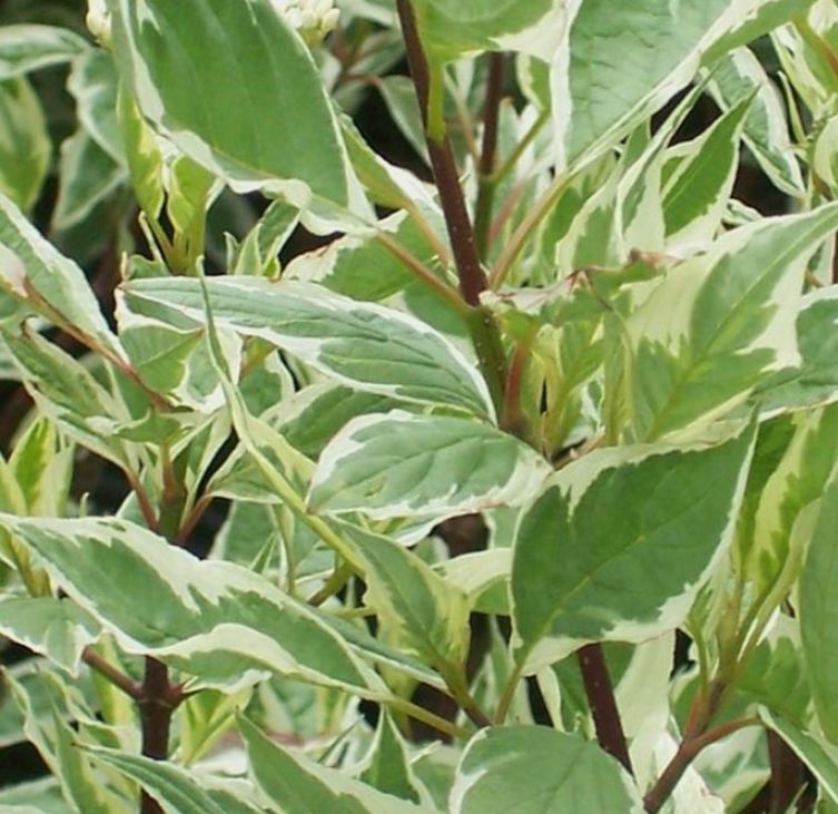 Argenteomarginata_uniq_01_02