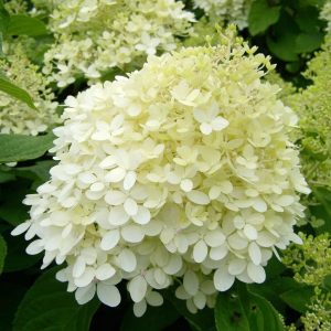 Гортензия метельчатая Grandiflora