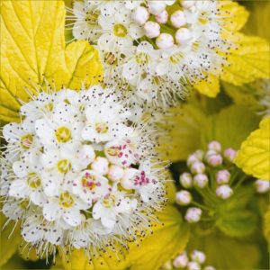 Пузыреплодник Angel Gold