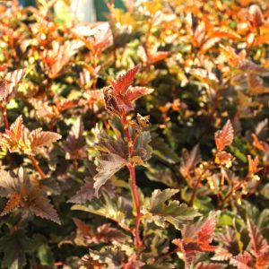 Пузыреплодник Mindia /Diablo d’Or