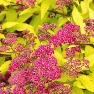 Cпирея японская Goldmound