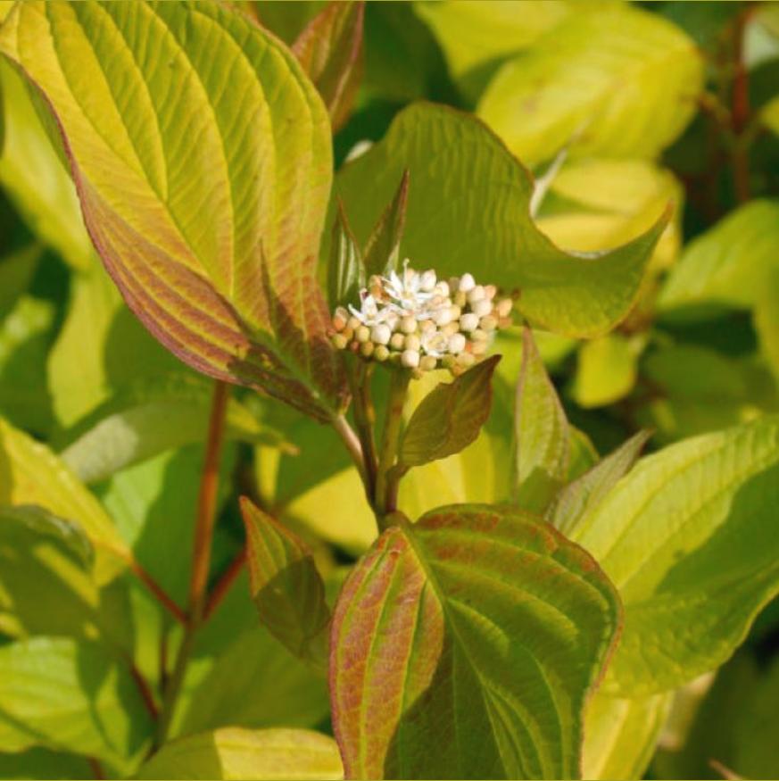 Ауреа 2_uniq_1_1