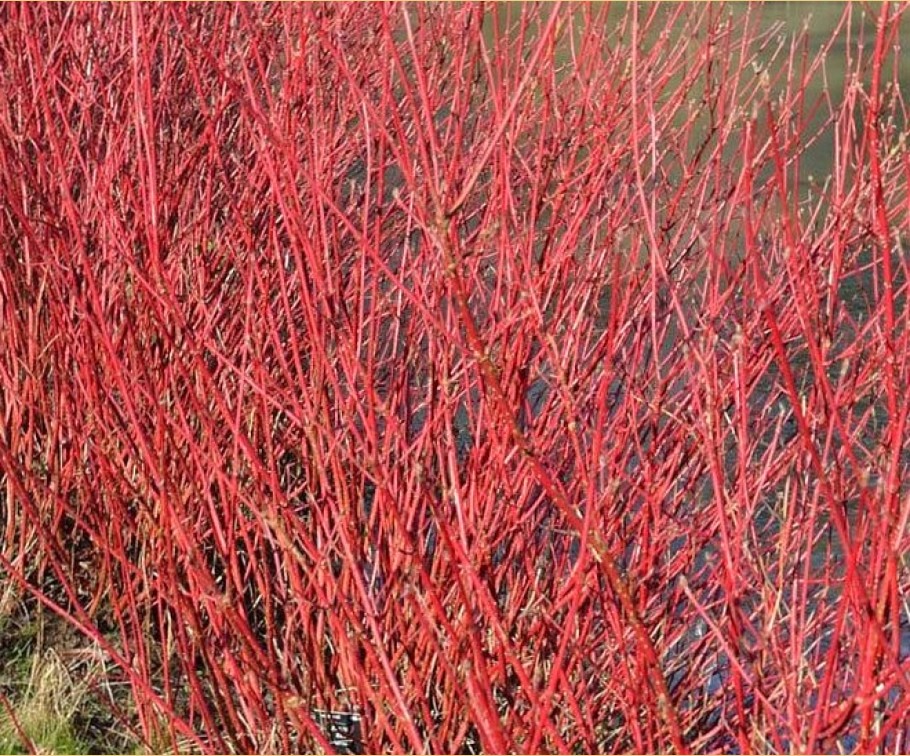 Ауреа 3_uniq_1_2