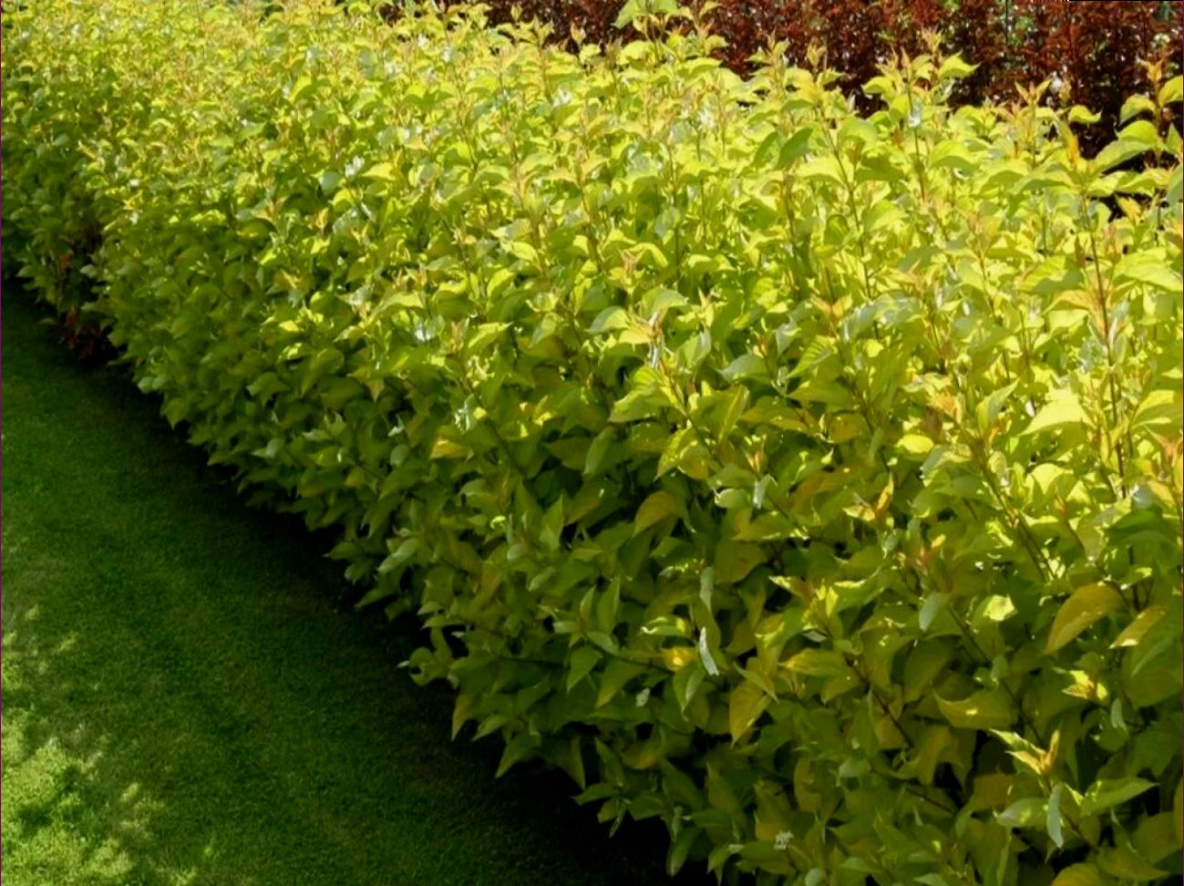 Ауреа 4_uniq_1_3